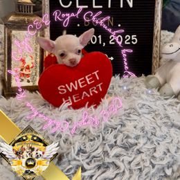 Ceyln - Cream female Chihuahua puppy in Athens, Georgia from C&E Royal Chihuahua