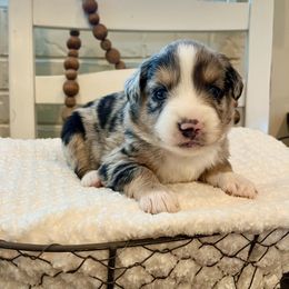 Miniature Australian Shepherd, Pembroke Welsh Corgi, and Toy Australian Shepherd Puppies from Spring Creek Aussies + Corgis