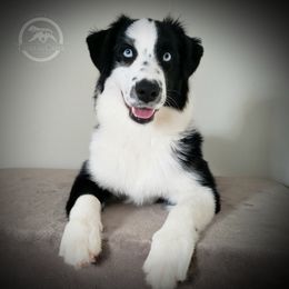 Moxie - Australian Shepherd
