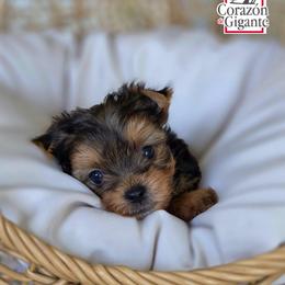 Kitana - Black and tan female Yorkshire Terrier puppy in California from Corazon de gigante