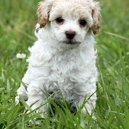 Miniature Australian Shepherd, Poodle, and Toy Australian Shepherd Puppies from Donna’s Aussies & Pink Heart Poodles