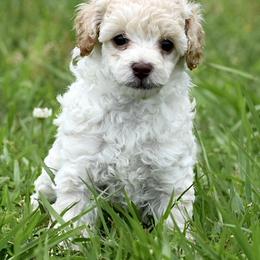 Miniature Australian Shepherd, Poodle, and Toy Australian Shepherd Puppies from Donna’s Aussies & Pink Heart Poodles