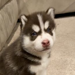 Siberian Huskies from Janene Kingsley