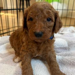 Blue collar - Red  male Goldendoodle puppy in Ridgewood, New Jersey from Jessie’s Doodles