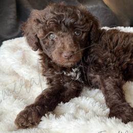 Poodles from Emerald City Poodles & Doodles