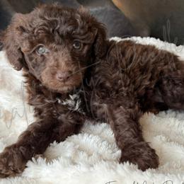 Poodles from Emerald City Poodles & Doodles