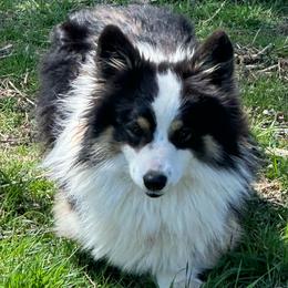Dudley - Pembroke Welsh Corgi