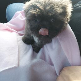 Shih Tzu Puppies from N.F.S.T Imperial ShihTzu Puppies.