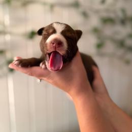Rip - Red & white male Australian Shepherd puppy in Dunn, North Carolina from The Dogs of Working Aussies Homestead