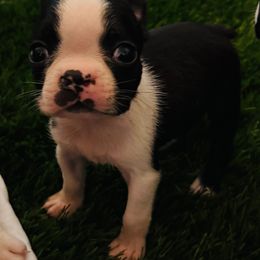 Wyatt Puppy 6 - Black brindle and white male Boston Terrier puppy in Paulden, Arizona from Gold Buckle Kennel