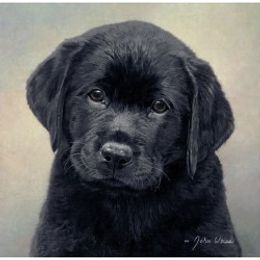 Labrador Retriever Puppies from Belquest Labradors