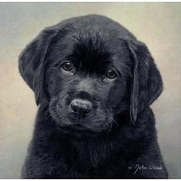 Labrador Retriever Puppies from Belquest Labradors