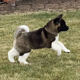 Akita and Shiba Inu Puppies from Day Dream Shiba Inu’s