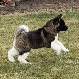 Akita and Shiba Inu Puppies from Day Dream Shiba Inu’s