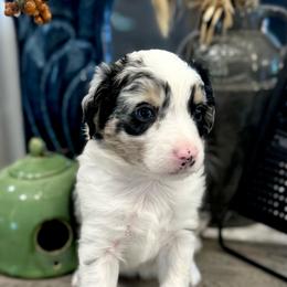 Girl 1 - Blue merle female Australian Shepherd puppy in Eustis, Florida from AUSSIELIFEFARMS, LLC