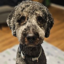 Bernedoodles from Forever Grateful Doodles