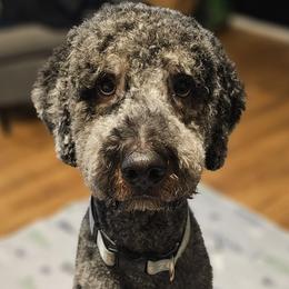 Bernedoodles from Forever Grateful Doodles