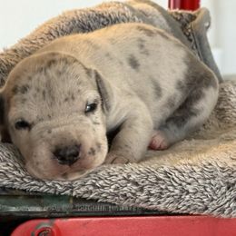 Prada - Silver female Great Dane puppy in Reno, Nevada from Good Dog Danes
