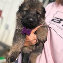 Sadie - Sable female German Shepherd puppy in Humboldt, Iowa from Carlson Hill Farm