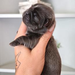 Shih Tzu Puppies from Beirin Breige Shih Tzus