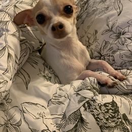 Chihuahua Puppies from Pittsburgh Paw Prints