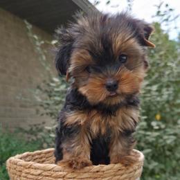 Hank TEACUP - Blue and gold male Yorkshire Terrier puppy in Monticello, Iowa from Ashley’s Puppies