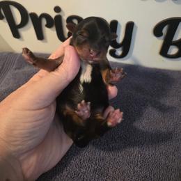 Boy 4 - Black and tan male Yorkshire Terrier puppy in Clermont, Florida from Bella's Prissy Butts