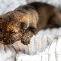 P'Green Male 3 - Sable male German Shepherd puppy in Alum Creek, West Virginia from Stay Wild K9