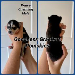 Prince Charming - Black and white male Pomsky puppy in Lyons, Nebraska from Goodness Gracious Pomskies