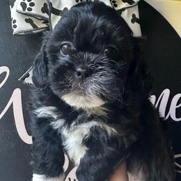 Black Female - Black and white female Shihpoo puppy in Asheboro, North Carolina from Southern Bred Pups