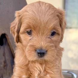 Pink tiny - Apricot female Goldendoodle puppy in Mesa, Arizona from Tails and Trails Doodles