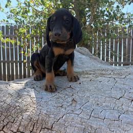 Sweet Black Boy - Black and tan male Black and Tan Coonhound puppy in Pueblo, Colorado from BT Coonhound