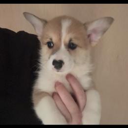 AKC Green - Fawn male Pembroke Welsh Corgi puppy in Summerfield, Florida from Promise Land Farm