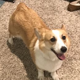 Callie - Pembroke Welsh Corgi
