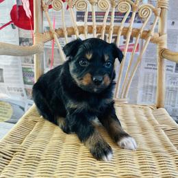 Rocky - Black tri-color male Australian Shepherd puppy in Zwingle, Iowa from Homestead Aussies & Doodles