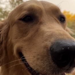 Golden Retriever Puppies from Crowders Creek Goldens