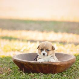 Purple collar - Pancake - Sable female Pembroke Welsh Corgi puppy in Waverly Hall, Georgia from 6g Ranch Corgis