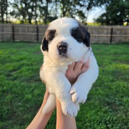Gloria - Mahogany and white female Saint Bernard puppy in Brandon, South Dakota from Split Rock Saints