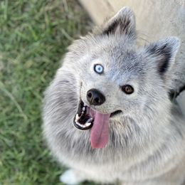 Cobalt - Pomsky