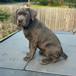 Mani - Black female Cane Corso puppy in Dallas, Texas from Exotic Empire Kennels LLC