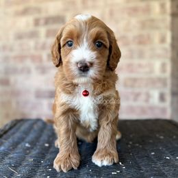 Aladdin (Red) - Red male Australian Labradoodle puppy in San Antonio, Texas from Pinnacle Labradoodles