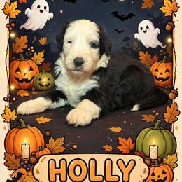 HOLLY - Black and white female Sheepadoodle puppy in Riverside, California from Downtown Doodles & Frenchies