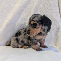 Black and Tan Dapple Girl 1 - Dapple female Dachshund puppy in Choctaw, Oklahoma from TS Performance Horses & Dachshunds