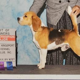 Beagle Puppies from Fairmont Beagles