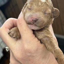 Jagger - Apricot male Poodle puppy in Mount Vernon, Illinois from AMC Poodles