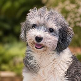 Layla - Havanese