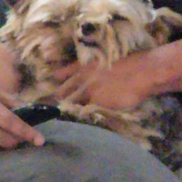 Yorkshire Terrier All Grown Up from Teena Cartwright