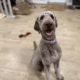 Luna - Chocolate female Goldendoodle puppy in Garland, Texas from Twilight Doodles
