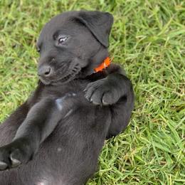 Labrador Retriever Puppies from Fatcity Labradors