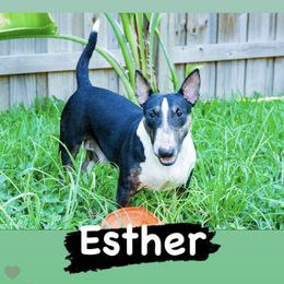 Esther - Miniature Bull Terrier